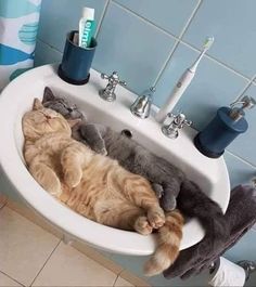 two cats sleeping in a bathroom sink next to each other