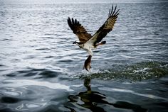 an ostrich flying over the water with its wings spread