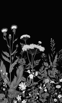 Black Illustrated Blooming Flowers Mural  M9443 | Digital Wallpaper Flowers Mural, Black Flowers Wallpaper, Black Background Painting, Black And White Wallpaper Iphone, Flower Mural, Black And White Picture Wall, Black Background Wallpaper, Dark Flowers, Dark Phone Wallpapers