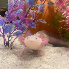 axolotl Water Dragon, Water Animals, Pets 3, Like Animals, Dnd Characters, Exotic Pets, Animal Gifs, Funny Animal Videos