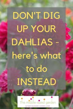 flowers with the words don't dig up your dahlas here's what to do instead