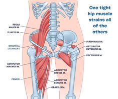 the muscles are labeled in this diagram