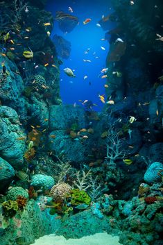 an underwater scene with fish and corals in the water, surrounded by large rocks