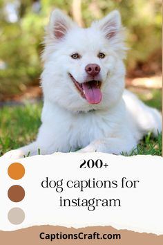 a white dog laying in the grass with his tongue out and text overlay reading 200 dog captions for instagram