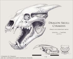 a drawing of a dragon skull with its mouth open