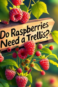 raspberries with the words do raspberries need a tell? on it