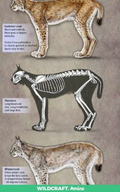 the different types of animals are depicted in this diagram, including an animal skeleton and a cat