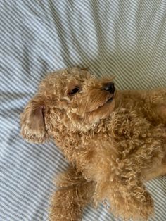 a brown dog laying on top of a bed