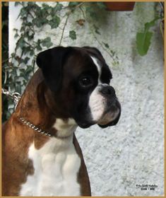 a brown and white dog with a chain around it's neck