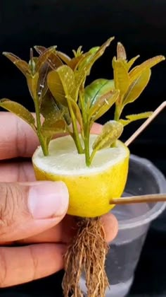 a person holding a lemon with roots in it