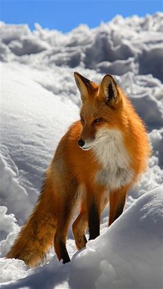 a red fox standing on top of snow covered ground