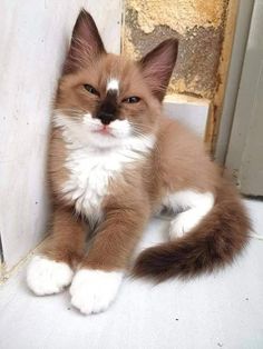 a brown and white kitten sitting on the floor