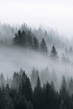 a foggy forest filled with lots of tall pine trees in the middle of it