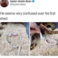 someone is trying to feed the snake in their cage and then he sees it confused over his first meal