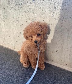 a small brown dog sitting next to a wall