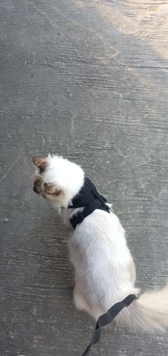 a small white and brown dog wearing a black harness on concrete floor next to sidewalk