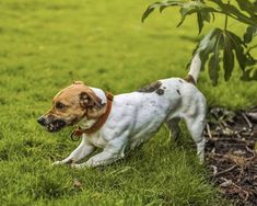 a brown and white dog standing on top of a lush green grass covered field next to a tree