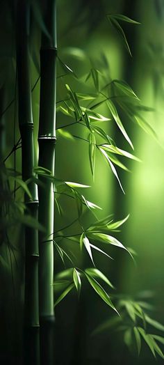 an image of some bamboo trees in the dark night time light with green leaves on it