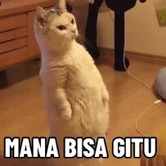 a white cat standing on its hind legs with the caption mama bisa gtu