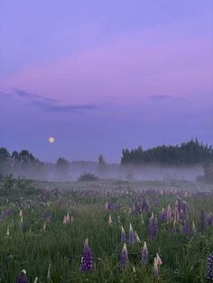 a field full of purple flowers with the moon in the sky above it and trees