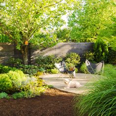 two chairs and a dog are in the middle of a garden area with trees, shrubs, and shrubbery