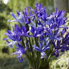 purple flowers are in a vase on a table outside with a bench and trees in the background