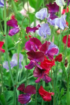 purple and red flowers are growing in the grass