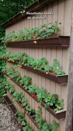 several plants are growing on the side of a building