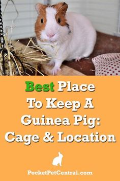 a hamster eating hay in its cage with the words best place to keep a guinea pig cage and location