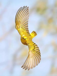 a yellow bird flying through the air with its wings spread