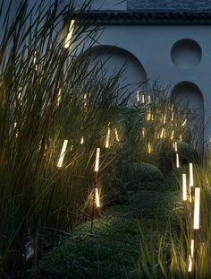 some plants and lights in front of a building