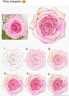 the instructions for how to draw a rose