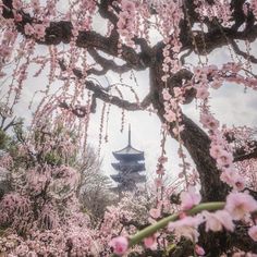 the pagoda is surrounded by pink flowers and trees