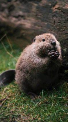 an animal that is sitting in the grass next to a large tree trunk with its mouth open