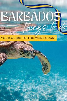 snorkelling with turtles in barbados best things to do in barbados Barbados Aesthetic, Things To Do In Barbados, Beautiful Restaurants, Caribbean Beaches, Caribbean Travel, Best Beaches