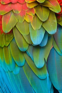 the colorful feathers of a parrot's back side