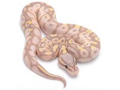 a yellow and brown snake on a white background