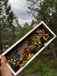 a person holding up a box filled with miniature flowers and plants in the woods near some trees