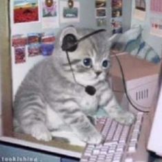 a cat wearing a headset sitting in front of a computer