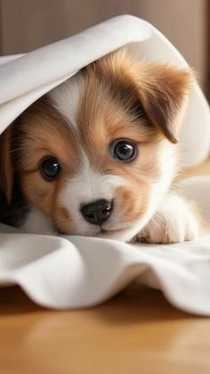 a puppy is peeking out from under a blanket