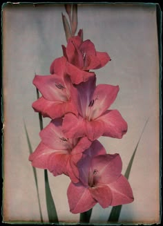 three pink flowers with green stems in front of a white wall