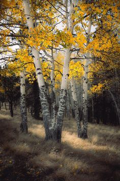 a grove of trees with yellow leaves in the fall season, surrounded by brown grass