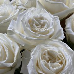 many white roses are arranged together in a bouquet