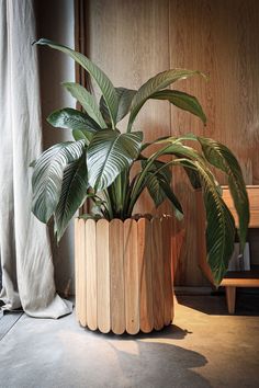 a potted plant sitting on top of a wooden table next to a window sill