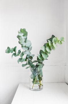 a vase filled with green plants on top of a white table next to an instagram page