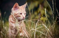 an orange tabby cat sitting in tall grass looking at the camera with one eye open