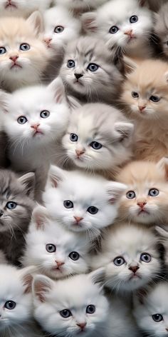 a group of kittens with blue eyes are shown in this photo, all looking at the camera