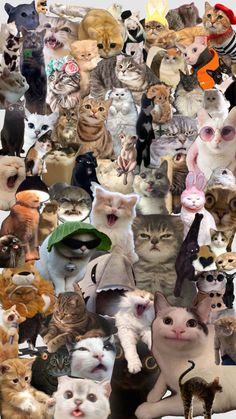 a collage of many cats with different colors and sizes, including one cat in the middle