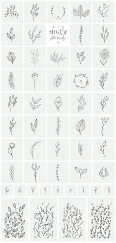 the different types of flowers and leaves are shown in this graphic style, which is used to