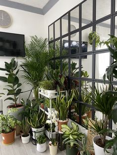 a room filled with lots of potted plants next to a wall mounted clock on the wall